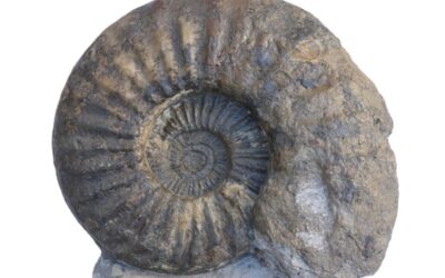 Asteroceras stellare