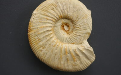Ataxioceras (Parataxioceras) cf. effrenatum