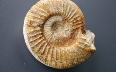 Ataxioceras (Parataxioceras) inconditum