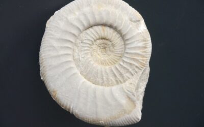 Ataxioceras (Parataxioceras) oppeli