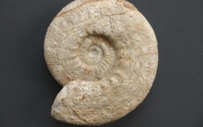 Ataxioceras (Ataxioceras) pulchellum