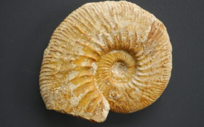 Ataxioceras (Schneidia) elmii