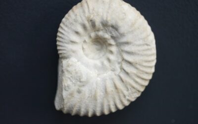 Aulacostaphanus (Aulacostephananites) eulepidus