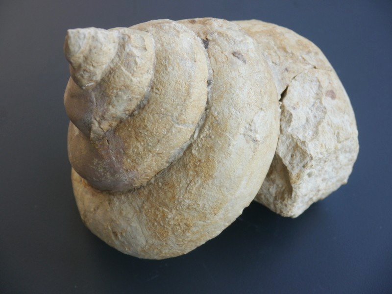 Bathrotomaria-Tithonium