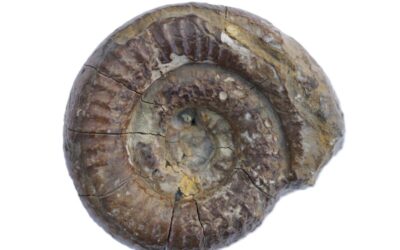 Catacoeloceras crassum