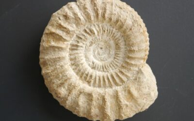 Crussoliceras divisum