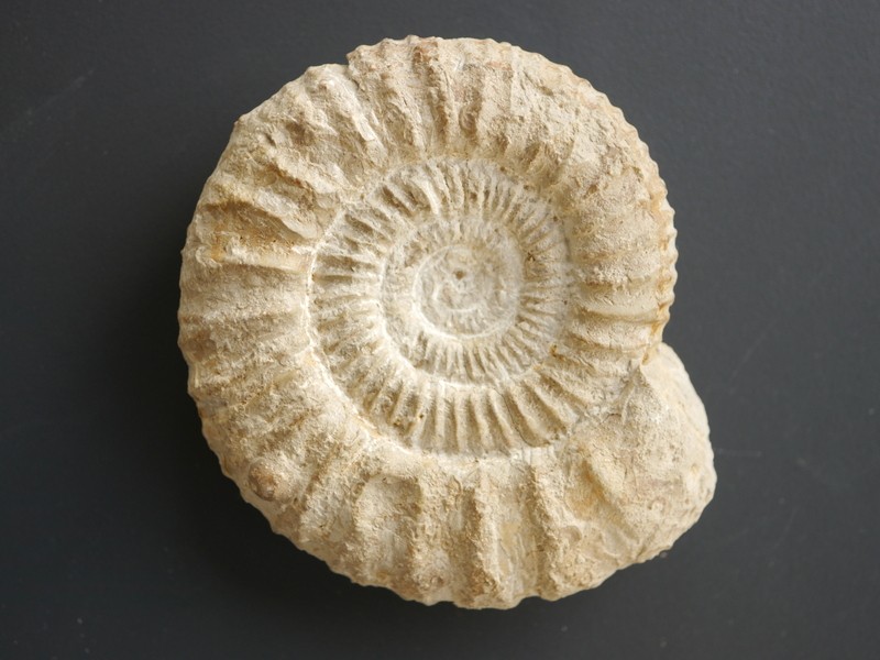 Crussoliceras divisum-Kimmeridgium