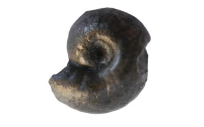 Cymbites centriglobus