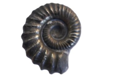 Derolytoceras tortum