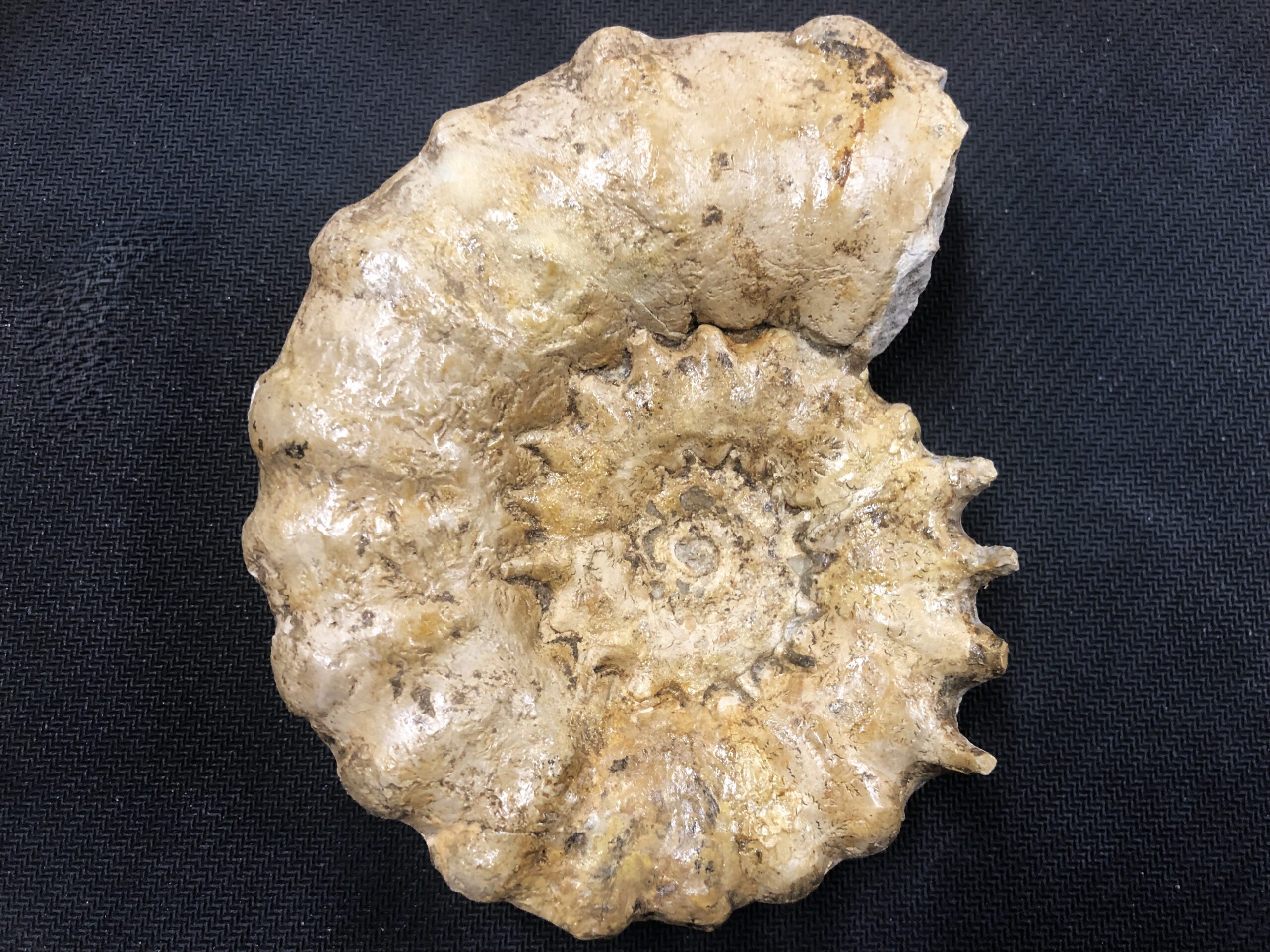 Epaspidoceras mammilanum Böttingen