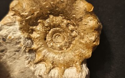 Epaspidoceras mammilanum