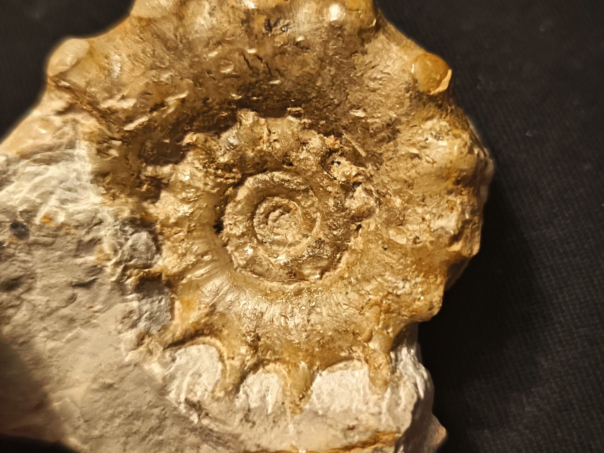 Epaspidoceras mammilanum-Kimmeridgium