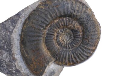 Grammoceras-Dumortieria Übergangsform