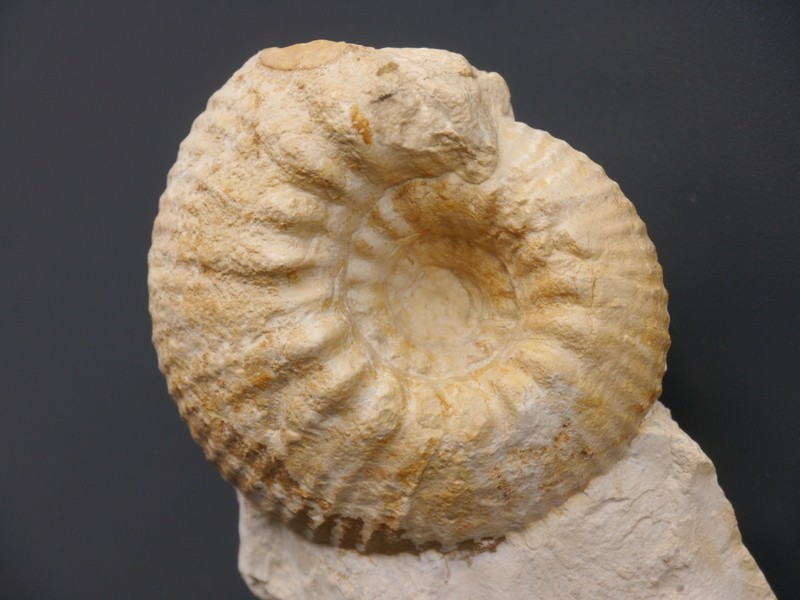 Gravesia gravesiana-Tithonium