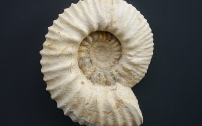 Gravesia cf. hypselostoma