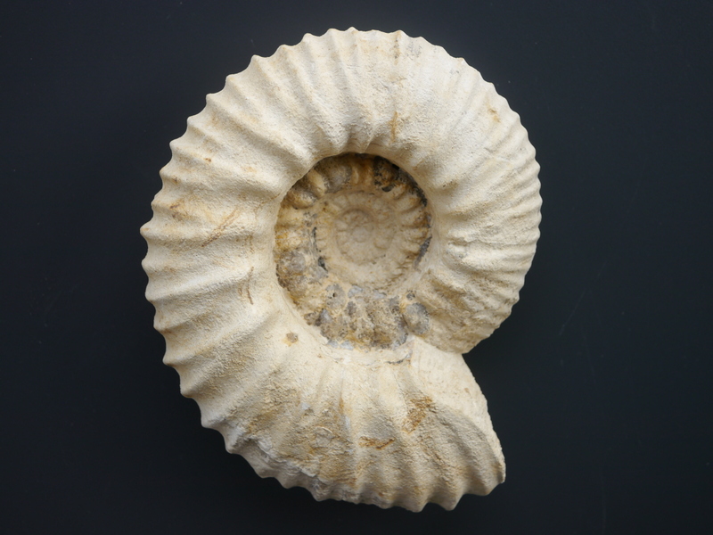 Gravesia hypselostoma mit Mundsaum-Tithonium