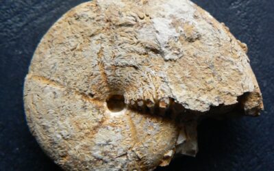 Holcophylloceras manfredi