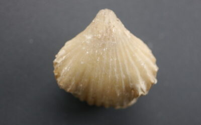 Lacunosella amstettensis