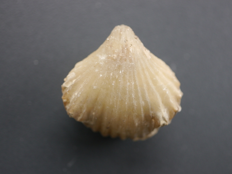 Lacunosella amstettensis-Kimmeridgium