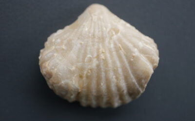 Lacunosella dilatata