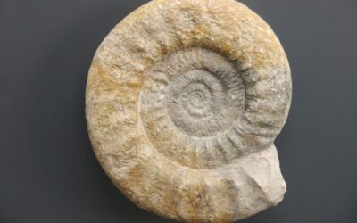 Lithacosphinctes evolutus