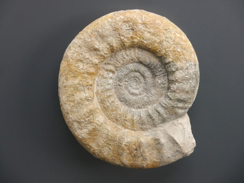 Lithacosphinctes evolutus-Oxfordium