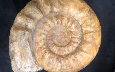 Lithacosphinctes grandiplex