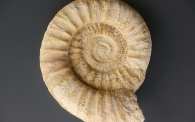 Lithacosphinctes sp.