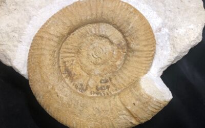 Neobrodites (Nebrodites) agrigentinus