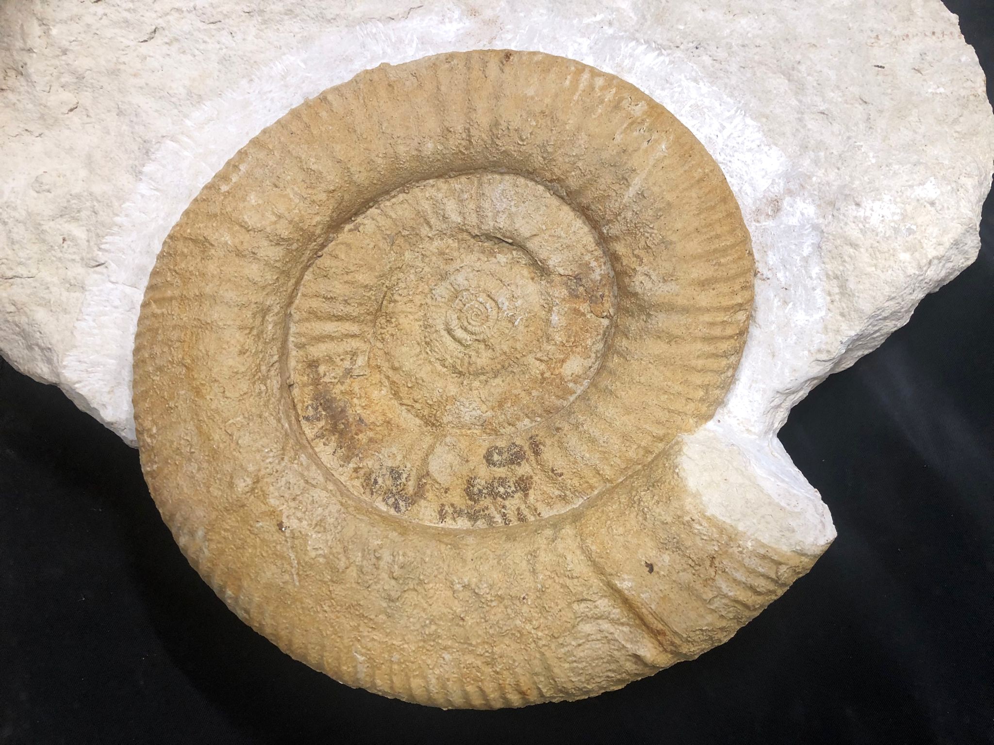 Nebrodites agrigentinus-Kimmeridgium