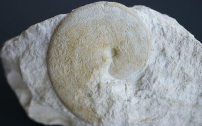 Neochetoceras mucronatum?