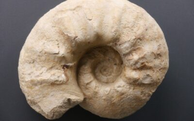 Orthaspidoceras schilleri