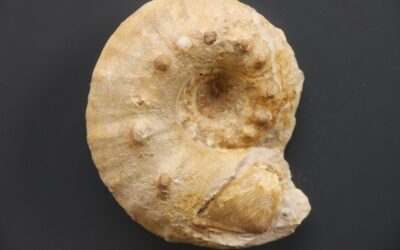 Orthaspidoceras uhlandi