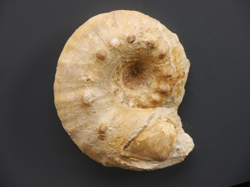 Orthaspidoceras uhlandi mit Aptychus-Kimmeridgium