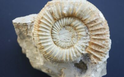 Orthosphinctes (Orthosphinctes) polygyratus