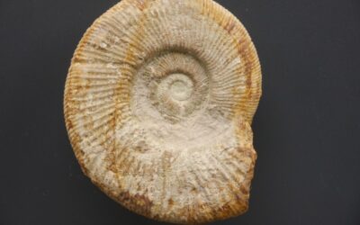 Orthosphinctes (Orthosphinctes) freybergi