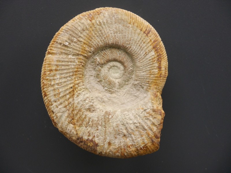 Orthosphinctes freybergi-Kimmeridgium