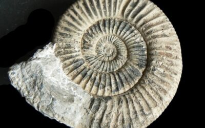 Orthosphinctes (Orthosphinctes) tiziani