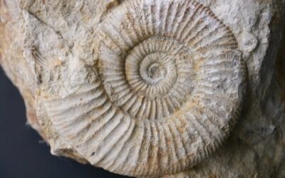 Orthosphinctes (Orthosphinctes) tiziani