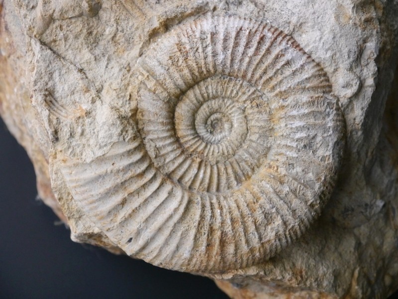 Orthosphinctes tizianiformis-