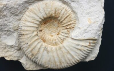 Orthosphinctes (Orthosphinctes) wemodigensis