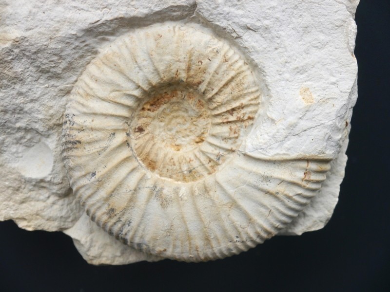 Orthosphinctes wemodingensis mit Mundsaum-Kimmeridgium