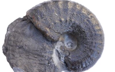 Liparoceras (Parinodiceras) ovale