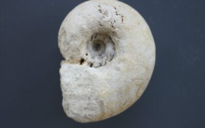 Physodoceras cf. altenense