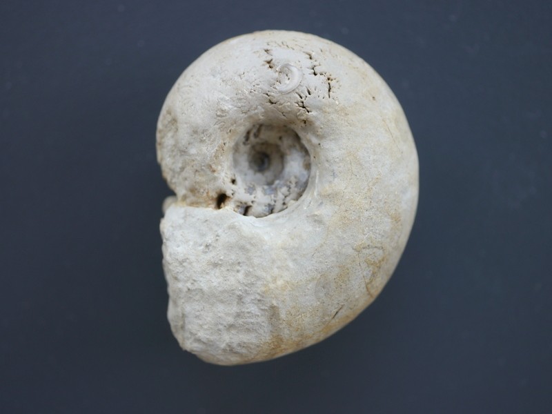 Physoderoceras altenense-Kimmeridgium