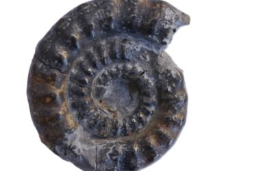 Platypleuroceras rotundum