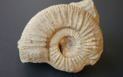 Properisphinctes sp.