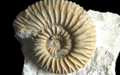 Prorasenia bathyschista