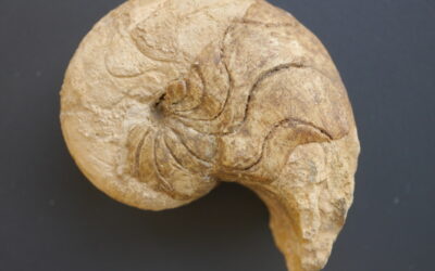 Pseudaganites aganiticus