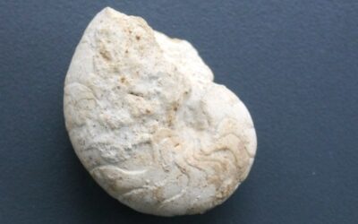 Pseudaganites aganiticus